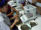 Cutting Gold Cutting Gold